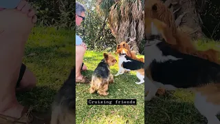 How good is life of boat dog 🐶⚓️⛵️ #boat #sailingadventure #sailboat #florida #dog #gosailing