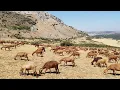 Download Lagu غدي نمشي المغرب كرهت العمل بسبب سوء تعامل مول الشي مع الماعز