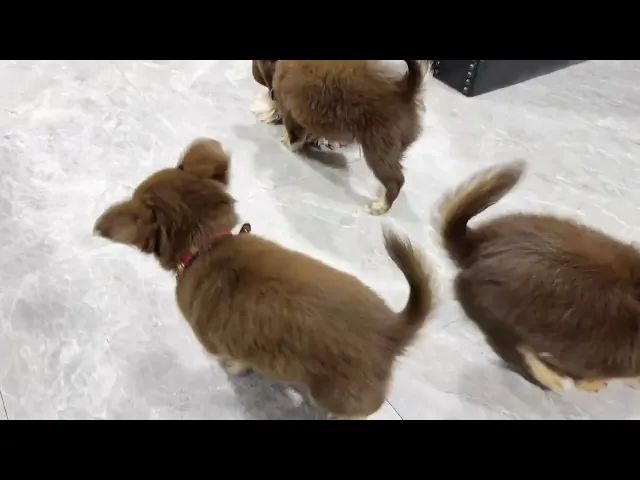 動画