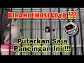 Download Lagu Menaikan Birahi Emosi Lovebird Yang Loyo Dengan Pancingan Lovebird Birahi Ini Biar Ngekek