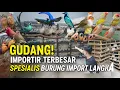 SIDAK ! GUDANG IMPORTIR BURUNG IMPORT LANGKA TERBESAR BERNILAI RATUSAN JUTA DI PASAR PRAMUKA