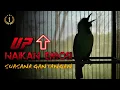 Download Lagu NAIKAN EMOSI || CUCAK IJO GACOR NGEROLL DI ARENA LOMBA