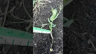 Staging Field Pea Crops 