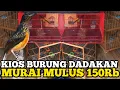 Lagu ⚠️ CURIGA… Murai 150RB ‼️ Saya Baru Tau Kenapa Harganya burung Bisa Segini