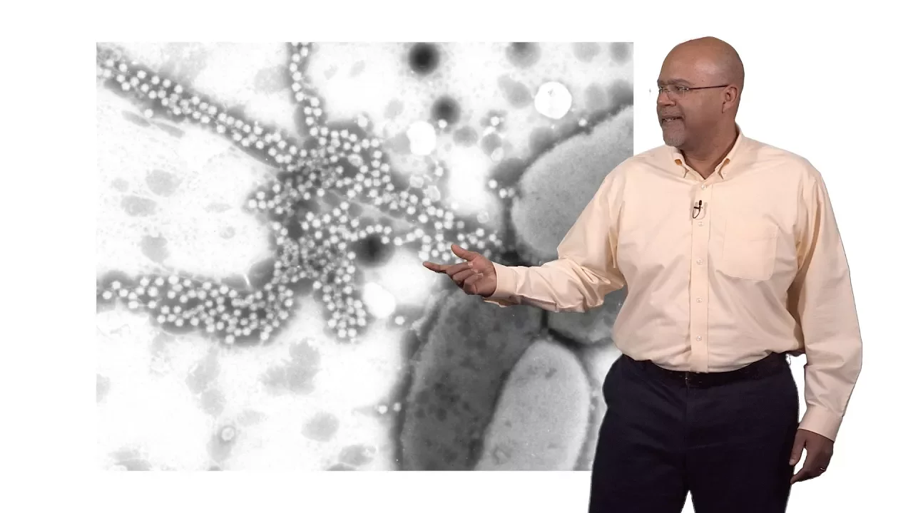 Paul E. Turner (Yale) 2: Virus Adaptation to Environmental Change