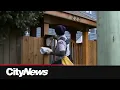 Report on Canada Post suggests phasing out home mail service