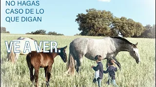 caballos y yeguas en plena naturaleza caballos en naturaleza tradicional