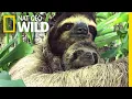 Baby Sloth and Mom Reunited Using Recording Nat Geo Wild