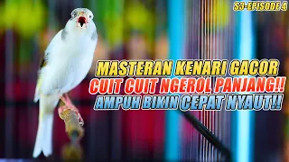 Download Masteran Suara Burung Kenari Gacor Panjang cuit cuit Ngerol untuk Pancingan Kenari! S3 episode 4 MP3