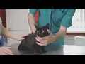 Jacksonville veterinarian warns of rising cases of highly contagious cat virus