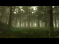 Download Lagu Forest Sounds | Woodland Ambience, Bird Song