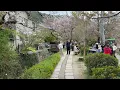 Kyoto Cherry Blossoms in Bloom A Journey Into Japan s Pink Canopy
