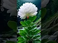 Download Lagu Beautiful natural flower#flowers​​ #roseflowergarden​​ #trading​​#reels​​#viralshorts​​