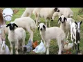 Geiten zijn zo schattig dat je erom moet lachen, Leeuw, Dierengeluiden, Koeien, Kuikens, Schapen, Dieren, Baby