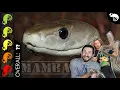 Download Lagu Black Mamba, The Best Pet Snake?