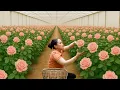 Download Lagu Harvesting Rose Garden and Selling at the Market, Gardening, Taking Care of Livestock