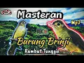 Lagu 🔴Masteran Brinji Rambut Tunggir ‼️Burung Brinji Rambut Tunggir Gacor | Masteran Kasar Mp3.