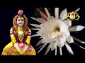 Download Lagu SriPada Rajam Sharanam Prapadhye..! (Mantram)