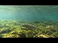 Blue River Fly Fishing Breckenridge - Colorado Pt 1