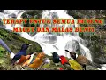 TERAPI MACET DAN MALAS BUNYI UNTUK SEMUA JENIS BURUNG DENGAN SUARA ALAM DI HUTAN