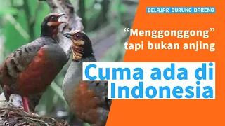 Download Suara burung Puyuh gonggong jawa \u0026 fakta menarik lainnya  | Belajar Burung Bareng MP3