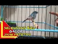 Download Lagu BURUNG SELENDANG BIRU GACOR JINAK PETETAN