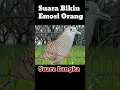 Download Lagu Perkutut Suara Langka Bikin Emosi Orang #shorts