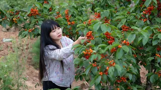 【二米炊煙】Sweet Fruits 小櫻桃，紅草莓，野桑葚，大枇杷，自家種的味道更甜