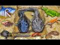 Download Lagu Wow Menangkap Ikan Lele Besar Dalam Lubang Ada Lele Albino, Ikan Hias, Ikan gabus, Belut, Ikan toman