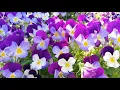 Download Lagu Etu muzyku mojno slushat vechno Samaya Krasivaya Muzyka na Svete.