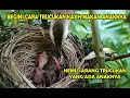 Download Lagu SUARA TRUCUKAN GACOR SAAT KASIH MAKAN ANAKNYA
