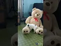 Luna the Lively Portuguese Waterdog Pup