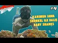 Download Lagu Karimun Jawa’da Nemo Evlerine Dalış | Bebek Köpek Balıklarıyla Yüzdüm! | 🇮🇩 #4