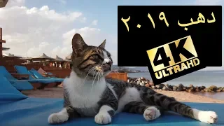 Dahab دهب  Dahab دهب