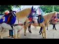 Download Lagu NAIK KUDA DELMAN - LAGU DUA MATA SAYA HIDUNG SAYA SATU - NAIK DELMAN ISTIMEWA - SATU² AKU SAYANG IBU
