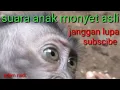 Download Lagu suara anak monyet asli nya.