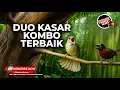 Download Lagu 🔴 Duo Kasar Combo Masteran Roll Kasar Kapas Tembak Gacor Panjang vs Tepus Kepala Abu Abu
