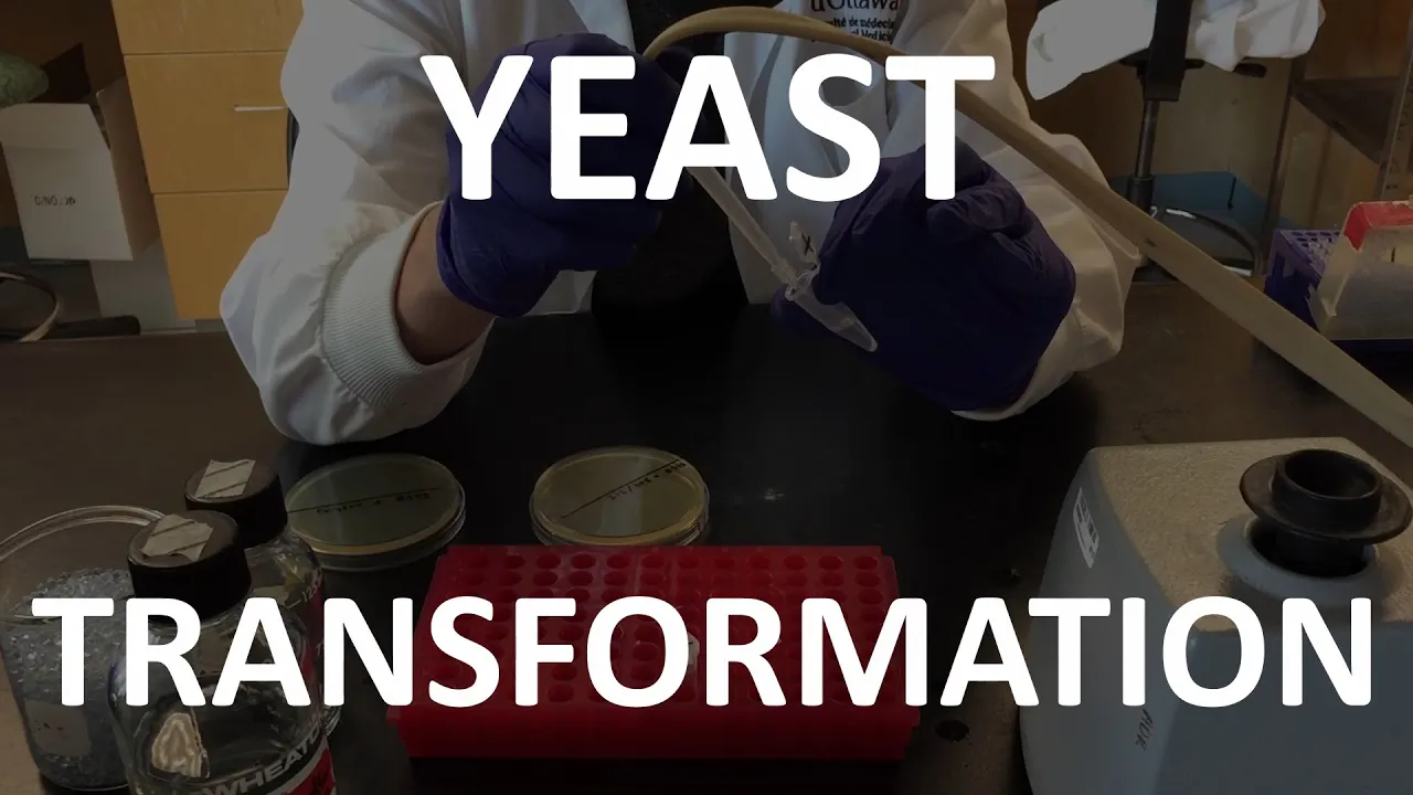 Yeast Transformation (Lab Tutorial)