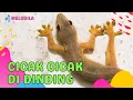 Download Lagu 🔴 LAGU CICAK CICAK DI DINDING | LAGU ANAK KECIL