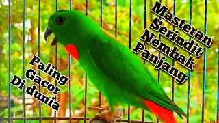 Download masteran serindit nembak panjang bikin lawan EMOSI \u0026 serindit gacor bocor 2022 MP3