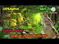 Download Lagu Suara Pikat Sirtu/Diku Ribut VS Prenjak Kepala Merah Anakan||Cocok Untuk Pikat semua Jenis Burung❗️