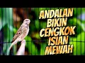 Download Lagu ANDALAN BIKIN CENGKOK ISIAN MEWAH JAWARA - MASTERAN BLACKTHROAT GACOR SUARA JERNIH IDAMAN JURI