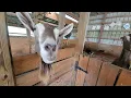 Live Goats Barn - 365