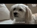Rescue Dog Too Scared To Fall Asleep Is So Happy Now | The Dodo Foster Diaries