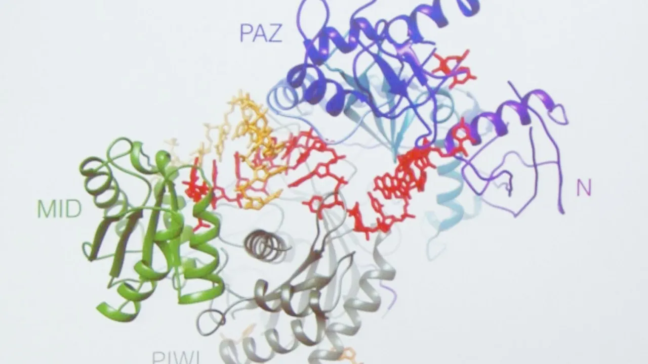 Structural Basis for RNA Silencing in Humans
