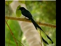 Download Lagu Suara burung pikat srigunting hutan asli