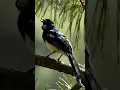 Download Lagu Burung Magpie Robin Bernyanyi Indah di Alam Liar #shortvideo #shortsfeed #shorts