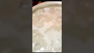 طريقه المحترفين استخراج زيت الخروع من البذور 