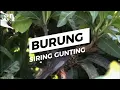 Download Lagu Burung Siring Gunting Bersarang Di Pohon Mangga Depan rumah