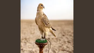 البارحة ياحسين دندنها